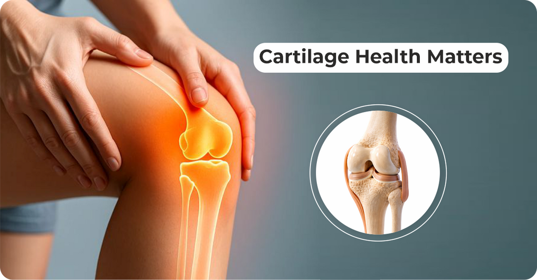 Cartilage Health: Why It Matters for Joint Mobility & How to Support It