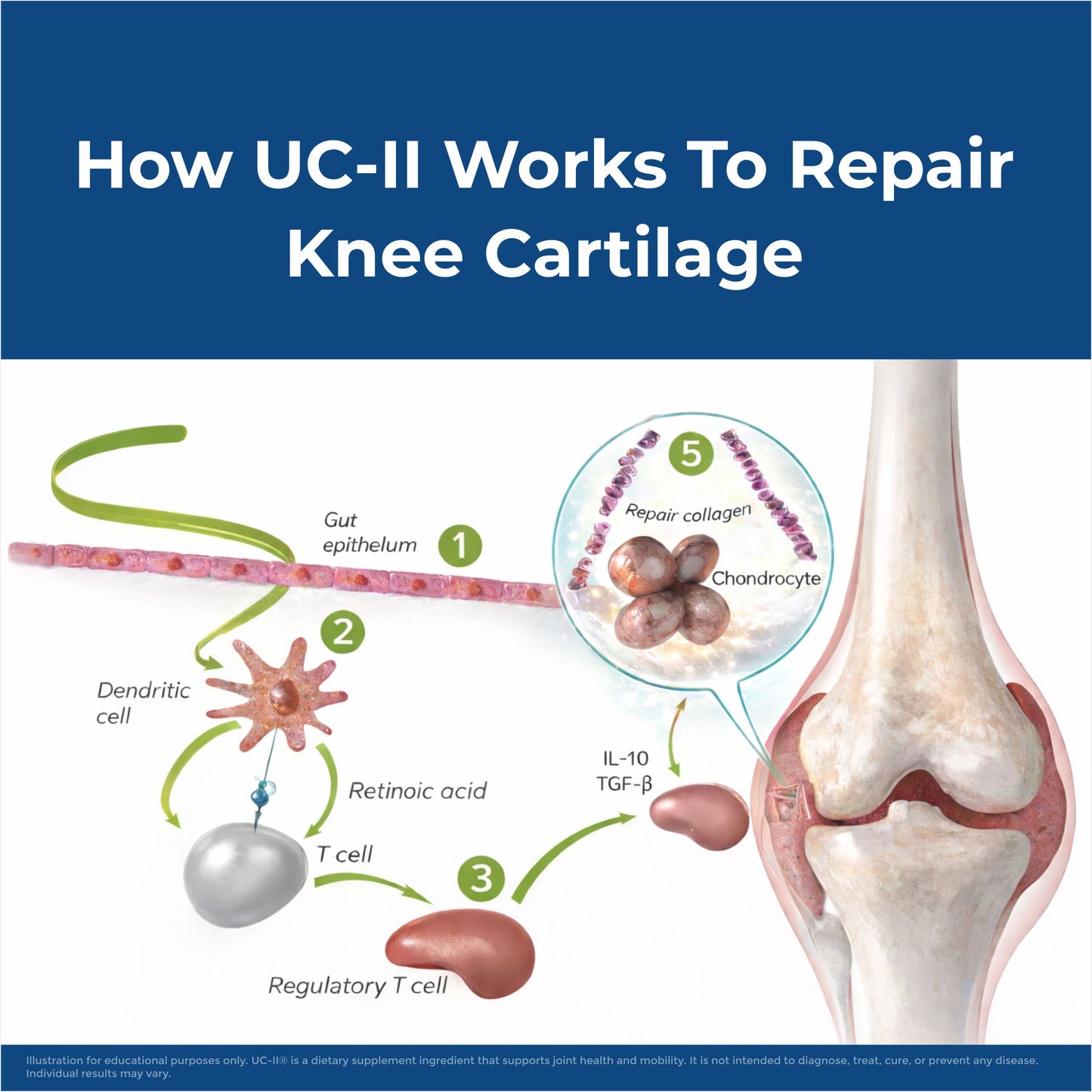 Mobivox UC – Reduce Knee & Joint Pain in Just 12 Weeks