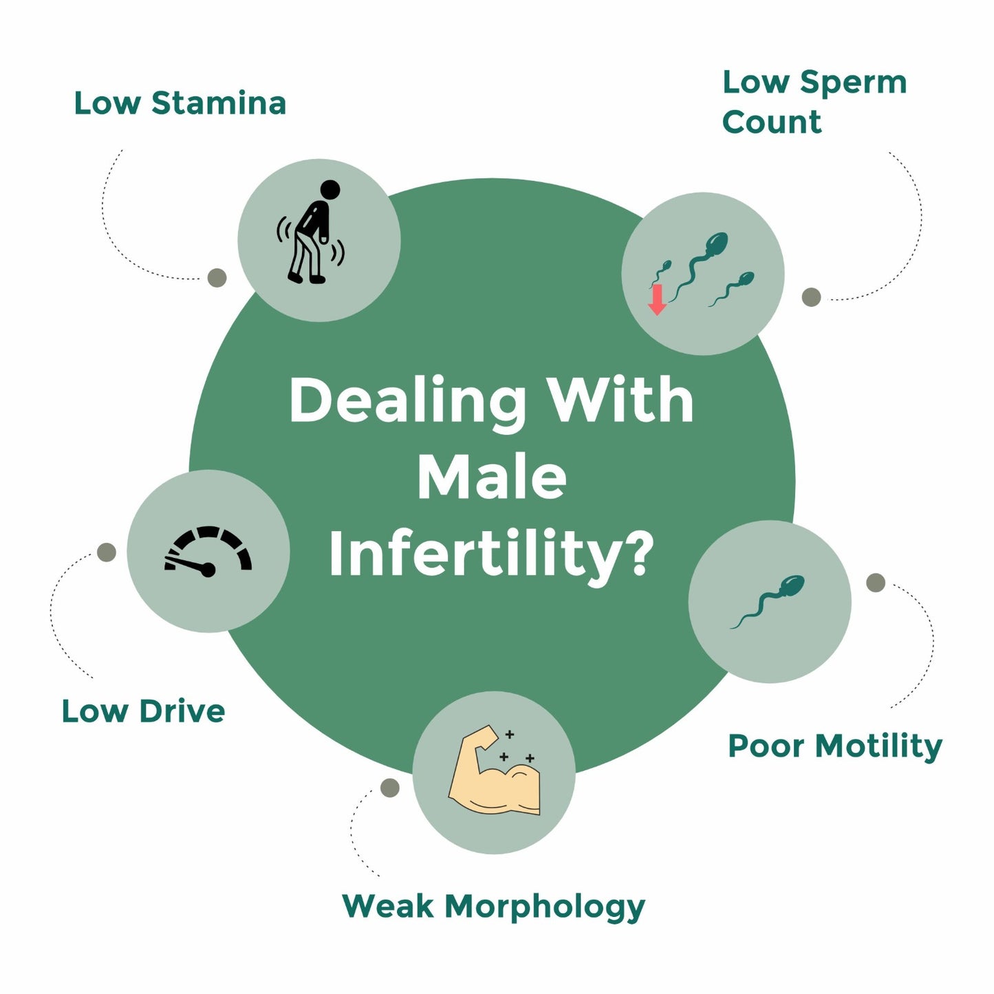 Andro Vital – Male Reproductive Wellness, Energy & Antioxidant Support